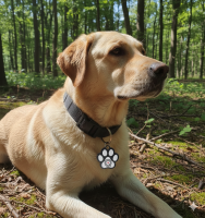 resQbit NFC-Notfall-Anhänger für Haustiere